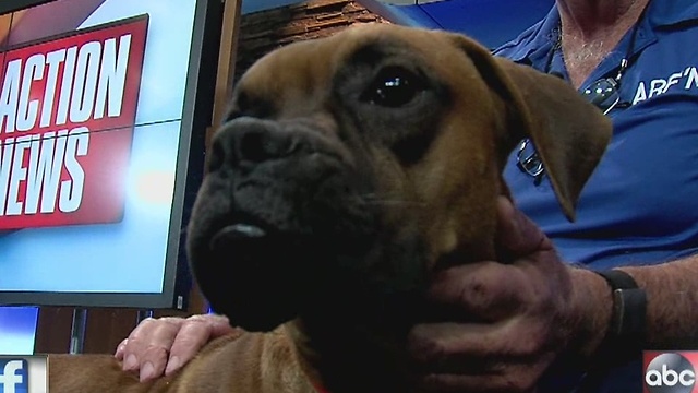 Pet of the week: Zeus is a 9-month-old boxer who loves to play with kids and other dogs