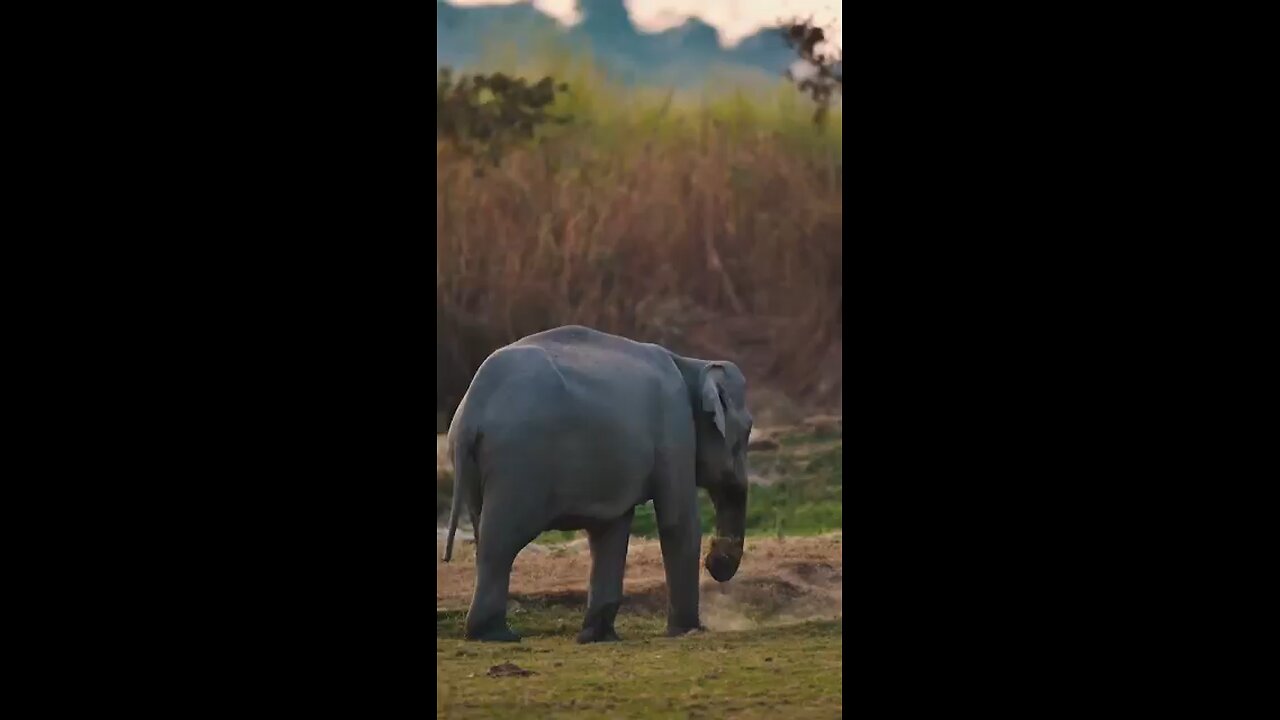 Animal