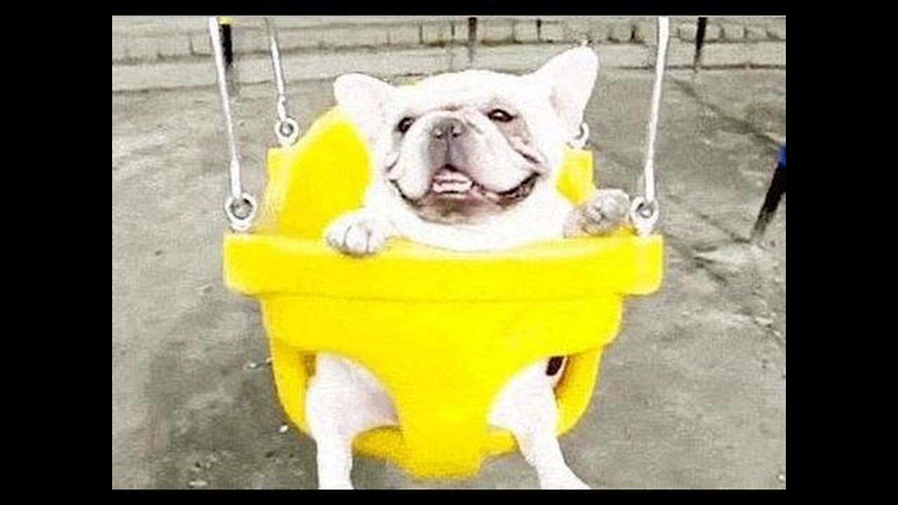 Try Not To Laugh Animal Edition (Impossible)!