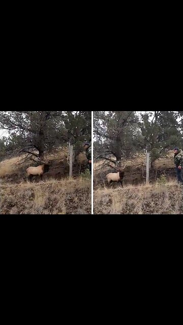 Bull elk rescued from wire fence
