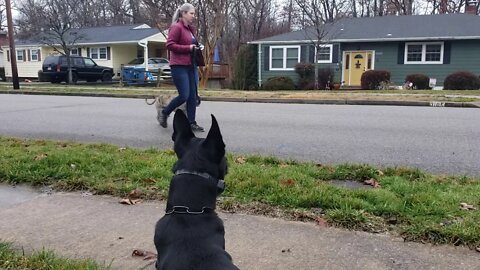 Training Aggression Control - One Step At a Time. Pitbull and Belgian Malinois