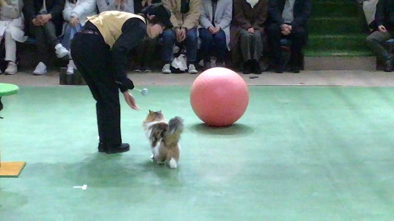 It takes long to let Natsume (an exotic short hair cat) ride on the ball.