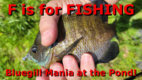 Bluegill Mania at the Pond