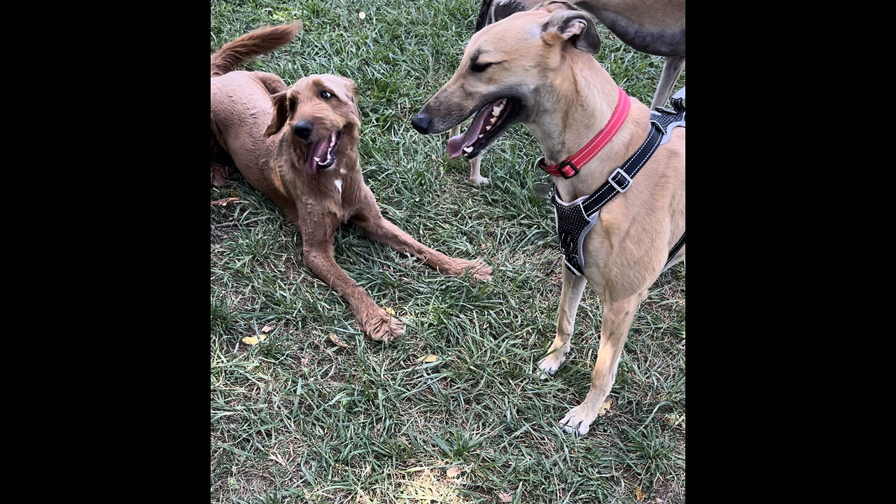 Leo the Golden Doodle with Greyhounds Part 3