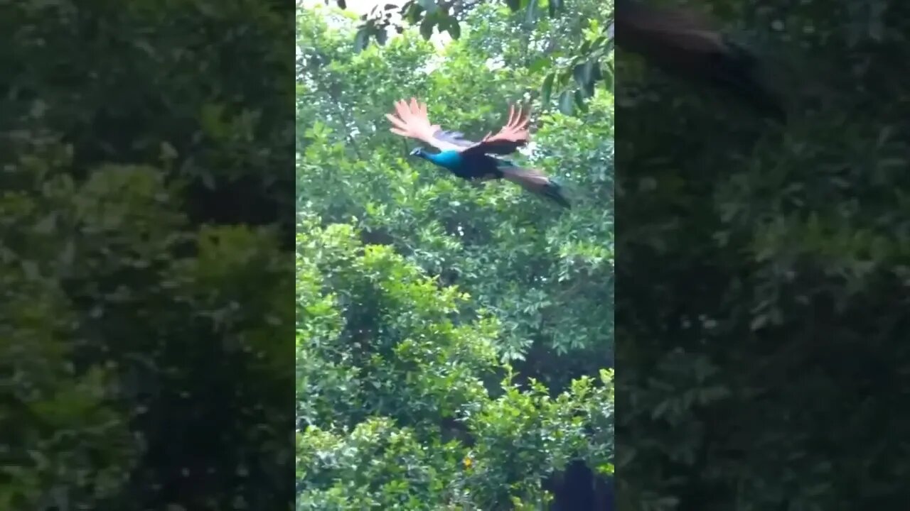 beauty Flying Peacock