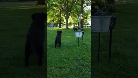 A Camp Dogs Life, She came to GET DOWN!! Daisy the Bearded Boondocker