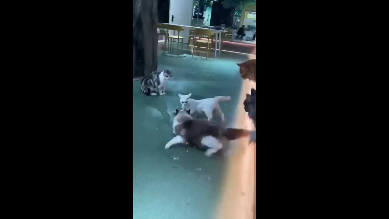 cat fighting #shorts #cat