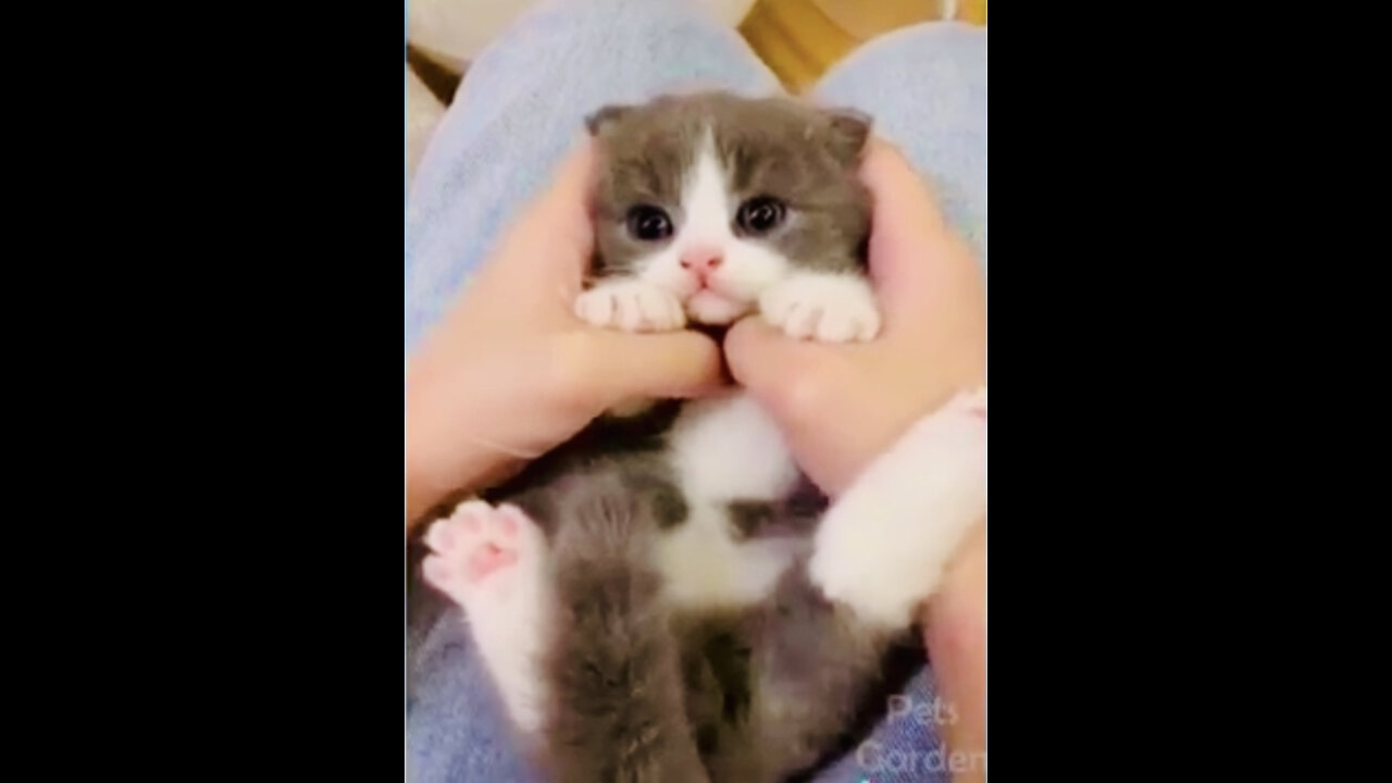 So Cute Cats😍