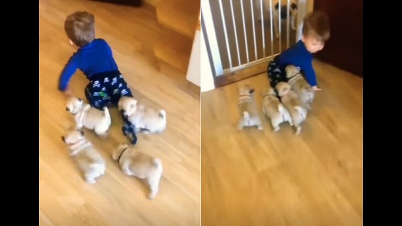 cute puppies and baby racing run .a beautiful moments 😍 #shorts #puppy #animals #cutebaby