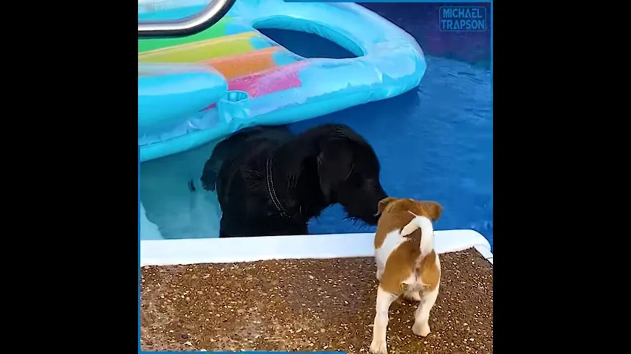These pool rescues are very inspiring! These heroes deserve respect!!😲❤🌊