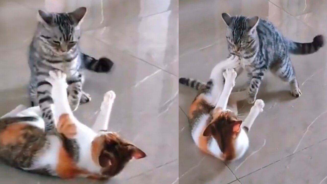 Funny cat video