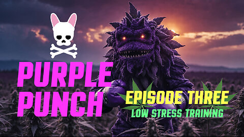 Grow Peaceful - Purple Punch - Episode 3