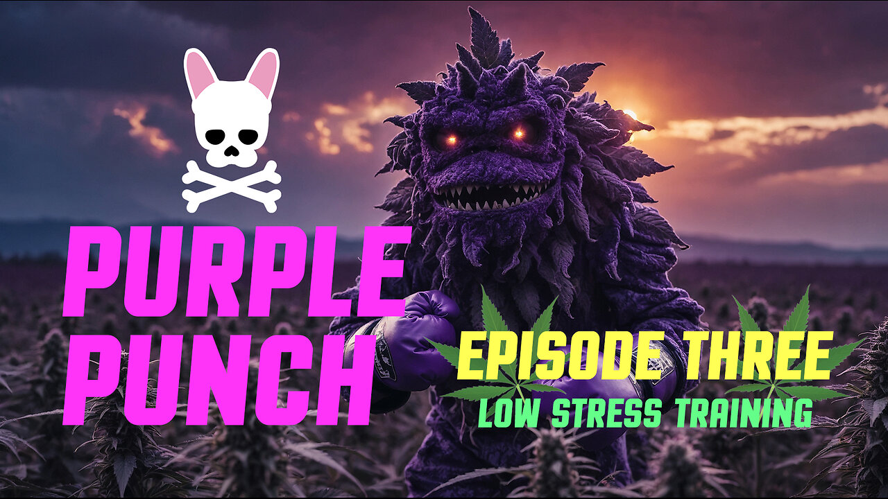 Grow Peaceful - Purple Punch - Episode 3