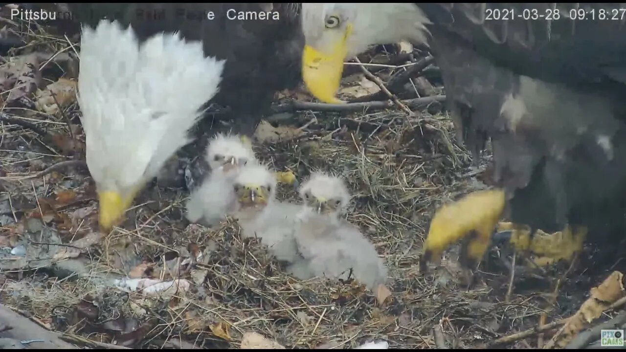 Hays Eagles Mom and Dad feed H13 H14 H15 2021 03 28 917AM