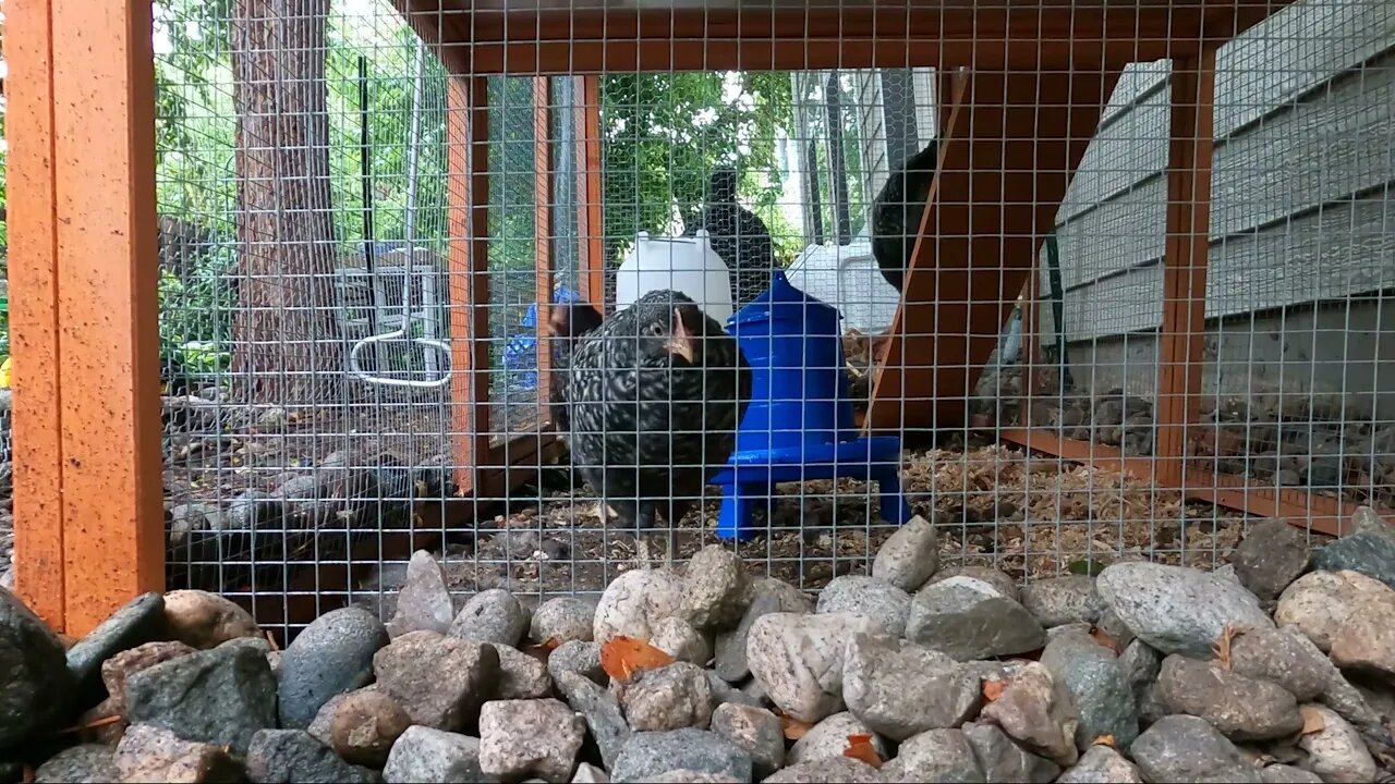 My Backyard Chickens - Episode 29