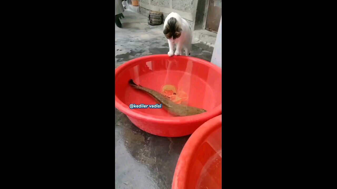 funny animals