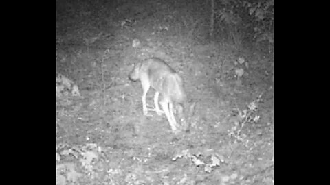 Coyote at the Cabin 5-19-2023