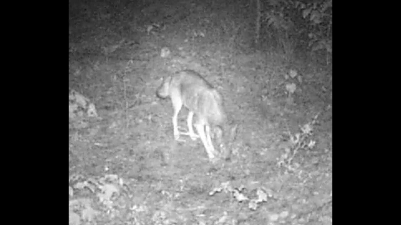 Coyote at the Cabin 5-19-2023