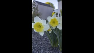 Sunbursting Daffodils