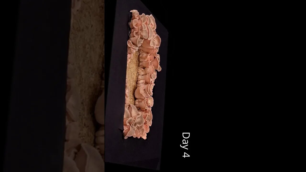Mushrooms\Fungus on Mars - Quick Science News ( Mars • Fungus • Exploration • Debunking • Science)