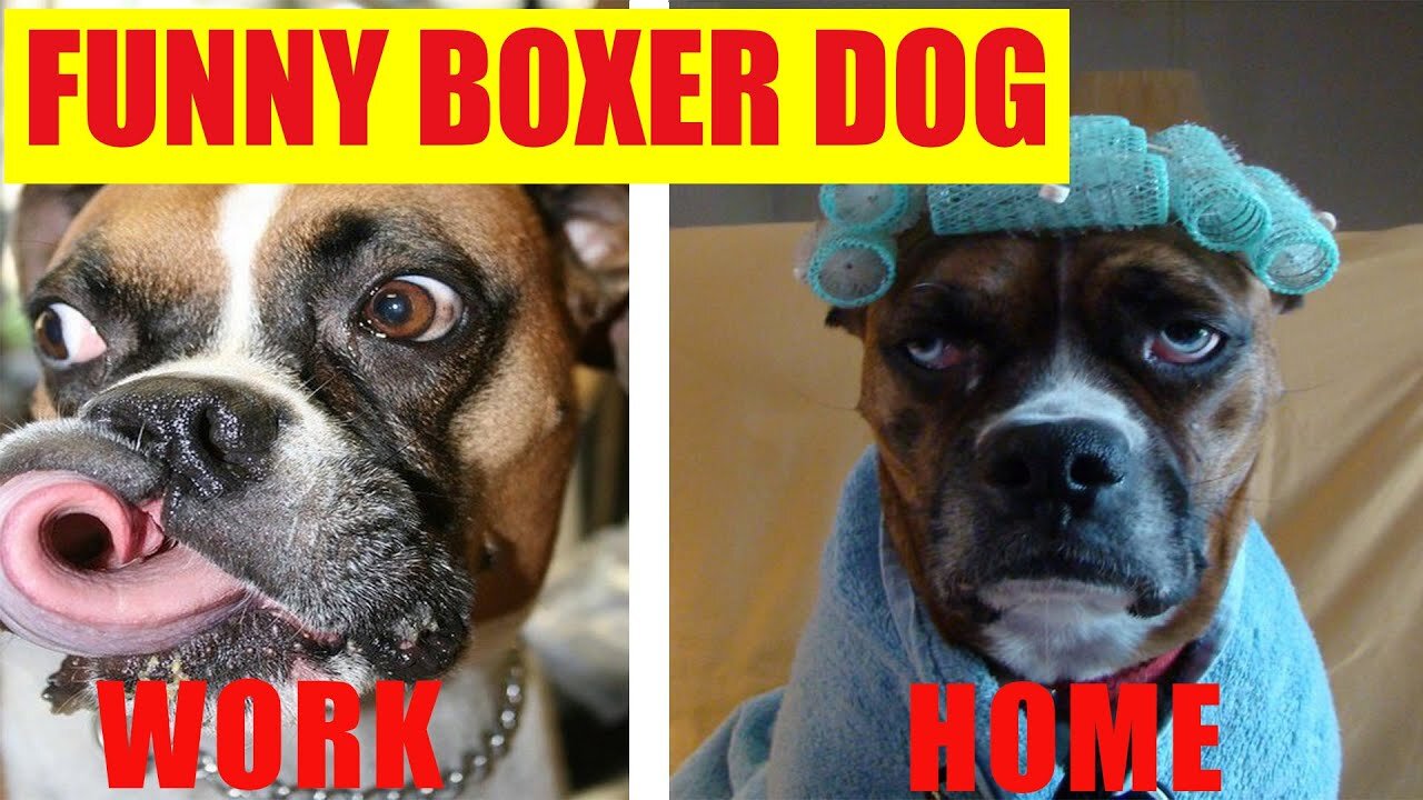 Funny Dog Boxer 🐶