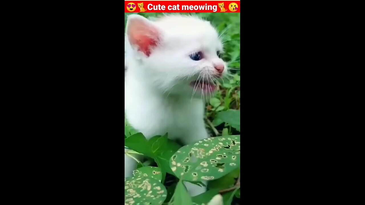 cat meowing #cat sound #cute cat