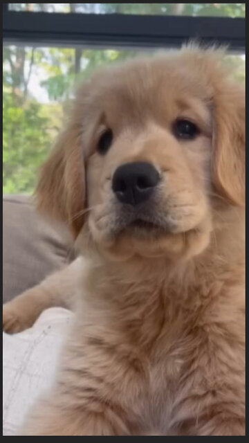 My New Best Friend is a Puppy