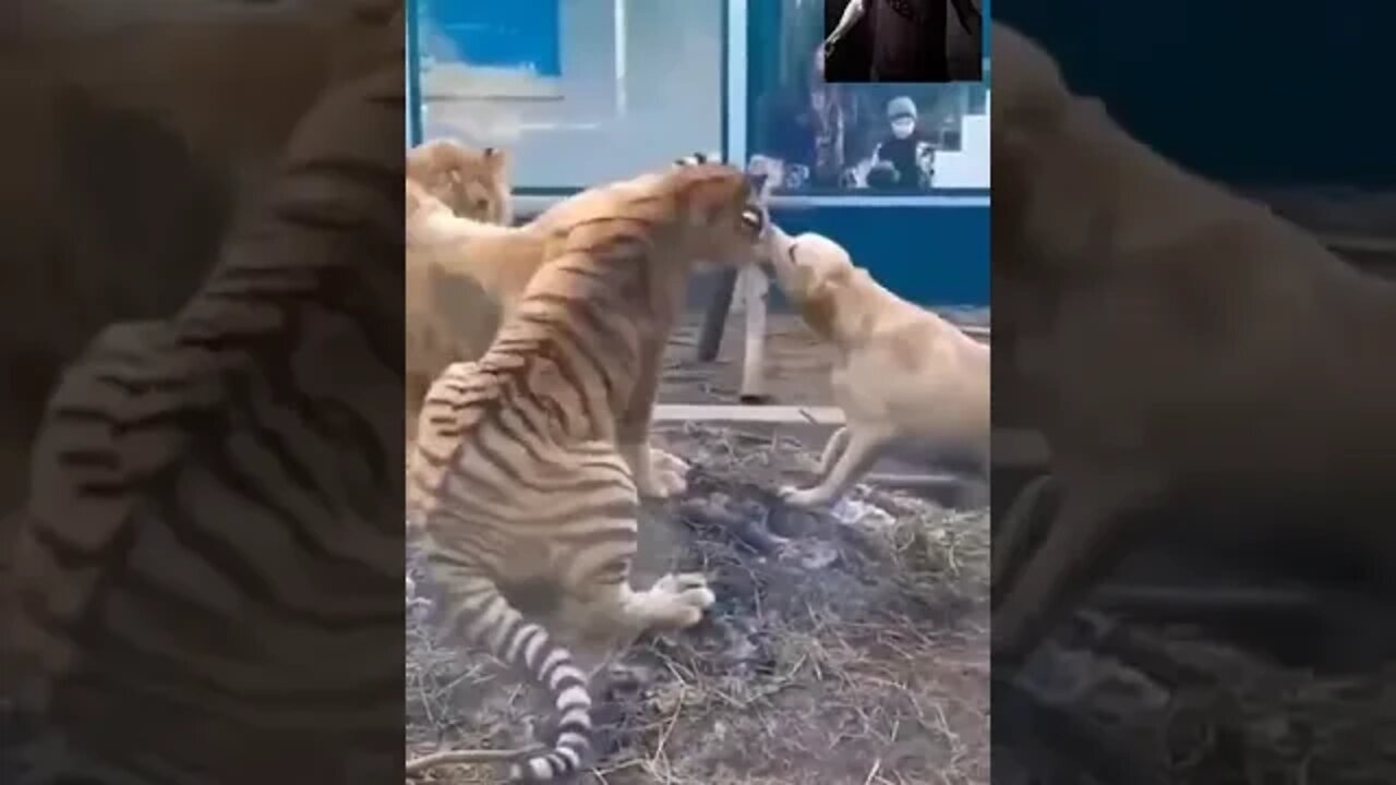 Cachorra separa a briga de um leão com um tigre #shorts