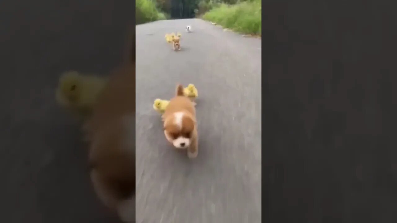 Something to brighten your day.. 😊 #shorts #puppylove #Tiktok