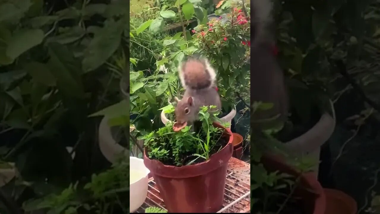 くるみが大好きなリス＃A squirrel eating a walnut in a flowerpot#shorts