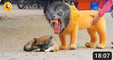 Troll Prank Dog Funny & fake Lion and Fake Tiger Prank To dog & Huge Box Prank to dog