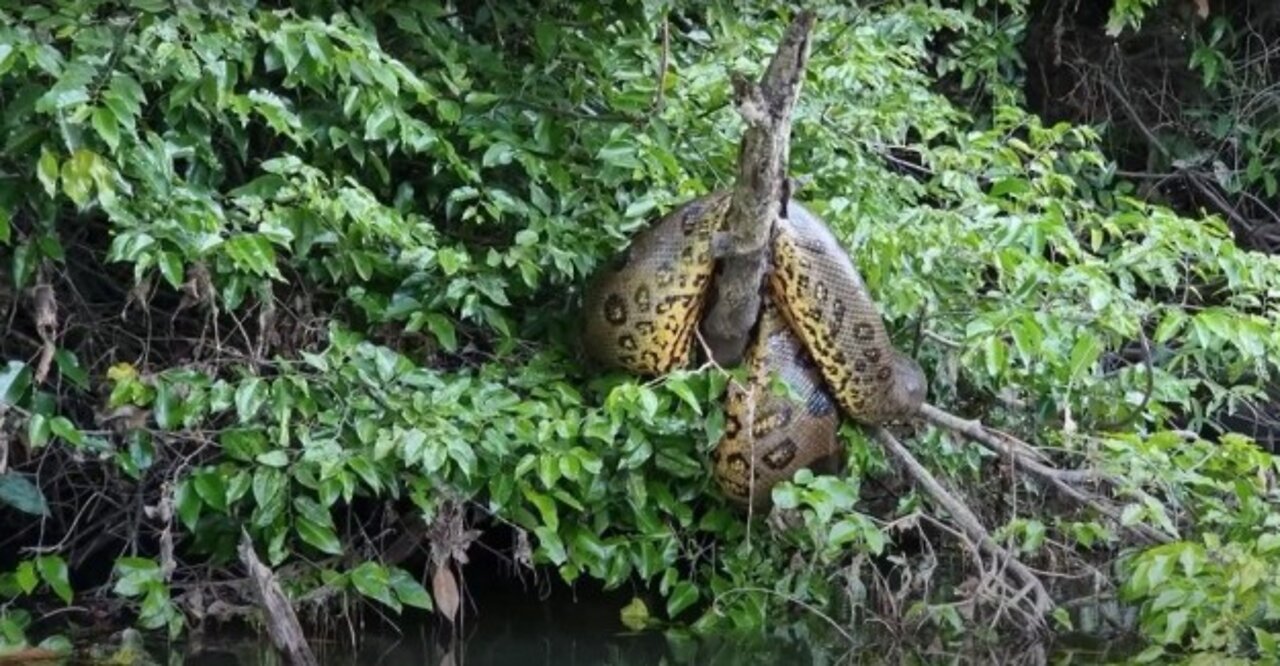 Giant Anaconda Stuck in a Tree