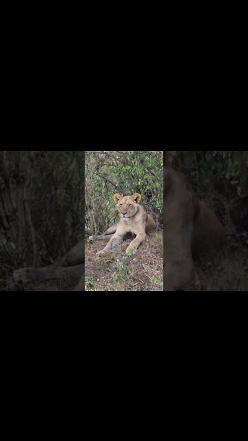 Maasai Mara Sightings Today 15/01/22 (Lions, Leopard, Buffalo, etc) | Zebra Plains | #shorts
