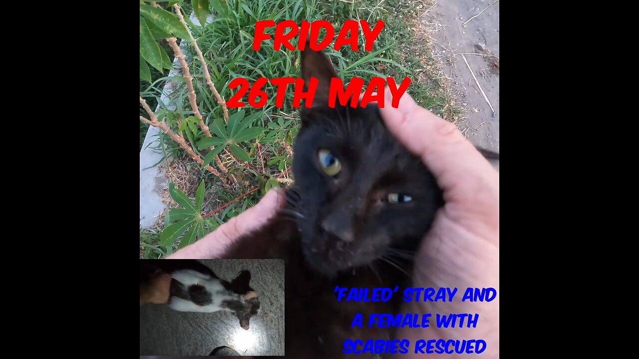 A lovely young black cat whose not doing well as a stray and a female with scabies rescued