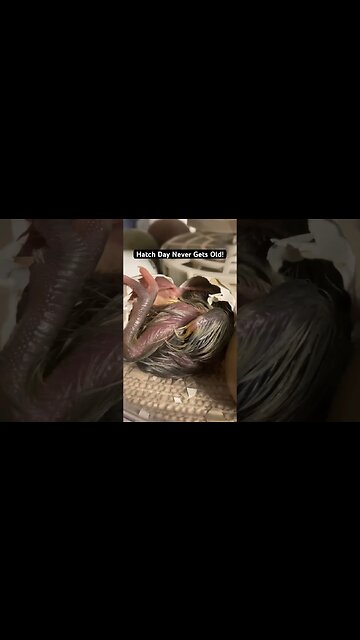 The fluff babies are here! #babychicks #chickshatching #babyanimals