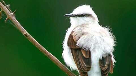 Saiba Como Identificar a LAVANDEIRA MASCARADA e Seu Canto♫