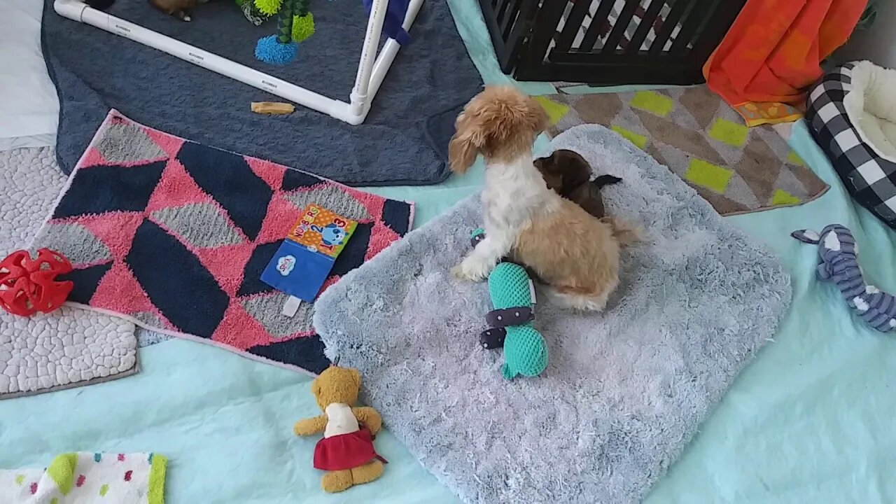 H Litter 5.5 weeks old