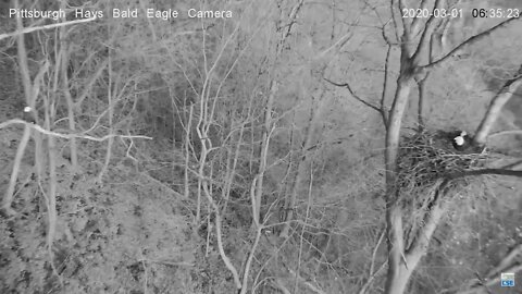 Hays Eagles nest Rocky the Squirrel 312020 634am