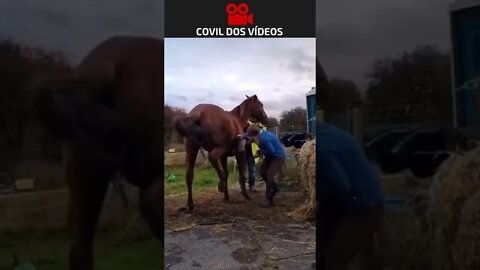 cavalo dá coice no rosto da montadora