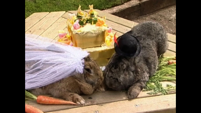 My Big Fat Pet Wedding!!!!