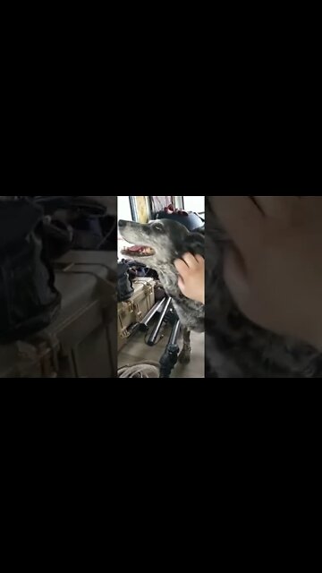 A new friend welcomes herself to the bus at the #peoplesconvoy2022