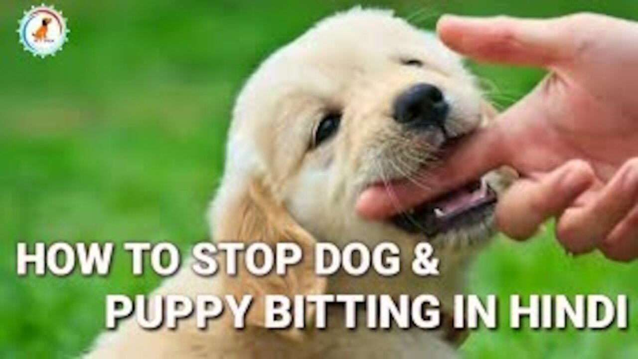 How to Train your Puppy to Stop Biting! - Brain Dog Training Stop Your dog Bad Behaviour!