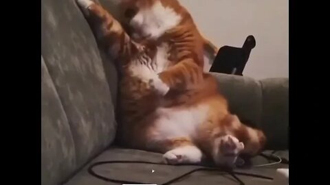 funny cat videos | cute cat videos| cute animals funny cats #shorts #shortsfunny #cutecat #funnycat