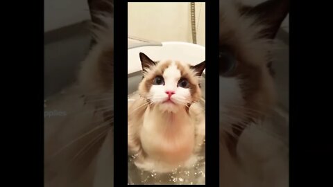 Cat bath 🥰