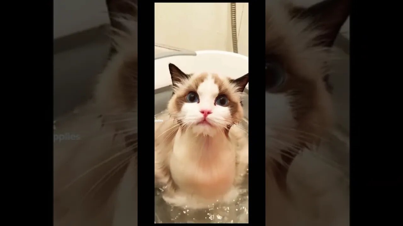 Cat bath 🥰