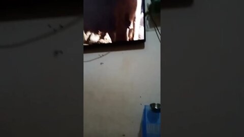 cute lovely parrot watching movie very carefully