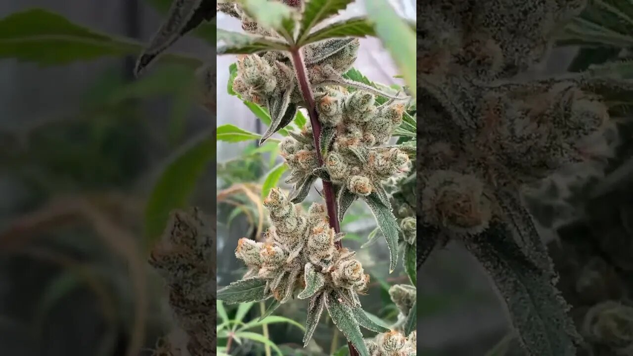 2 Frozen Bag Keeper phenos at Day 64 of Flower
