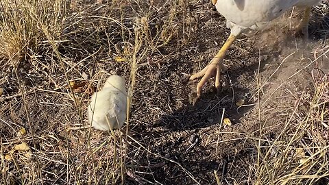 Chicklet, I’m growing good.