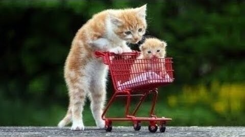 Cute Cats and Funny Dogs Videos Compilation 2021