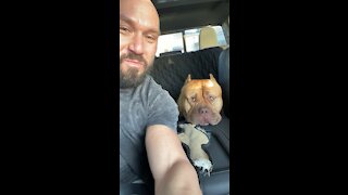 GIANT Pit Bull loves his “road trips” 🦁😍